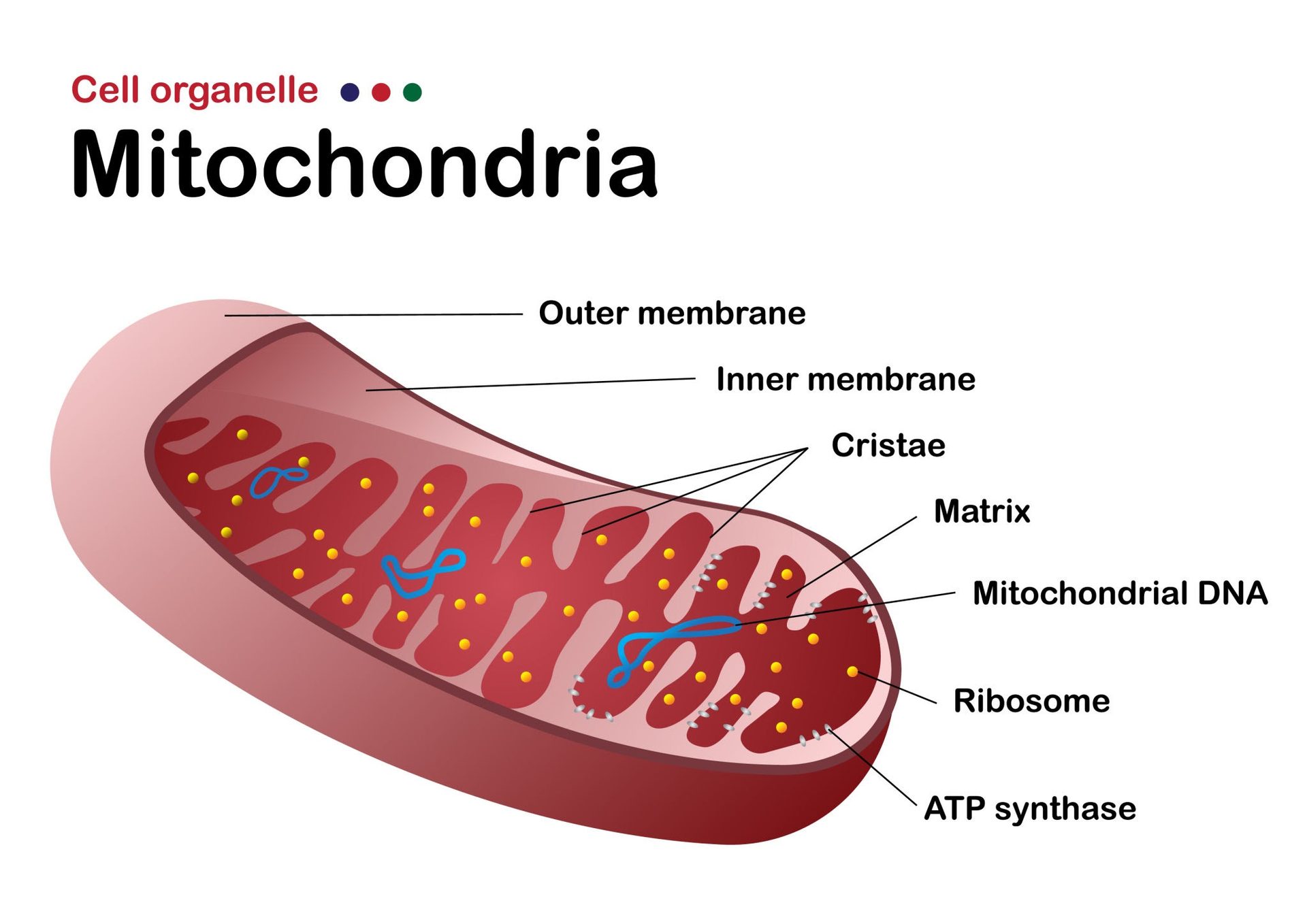 Cross-section diagram of a mitochondrion organelle detailing the inner membrane, cristae, matrix, and ATP synthase.