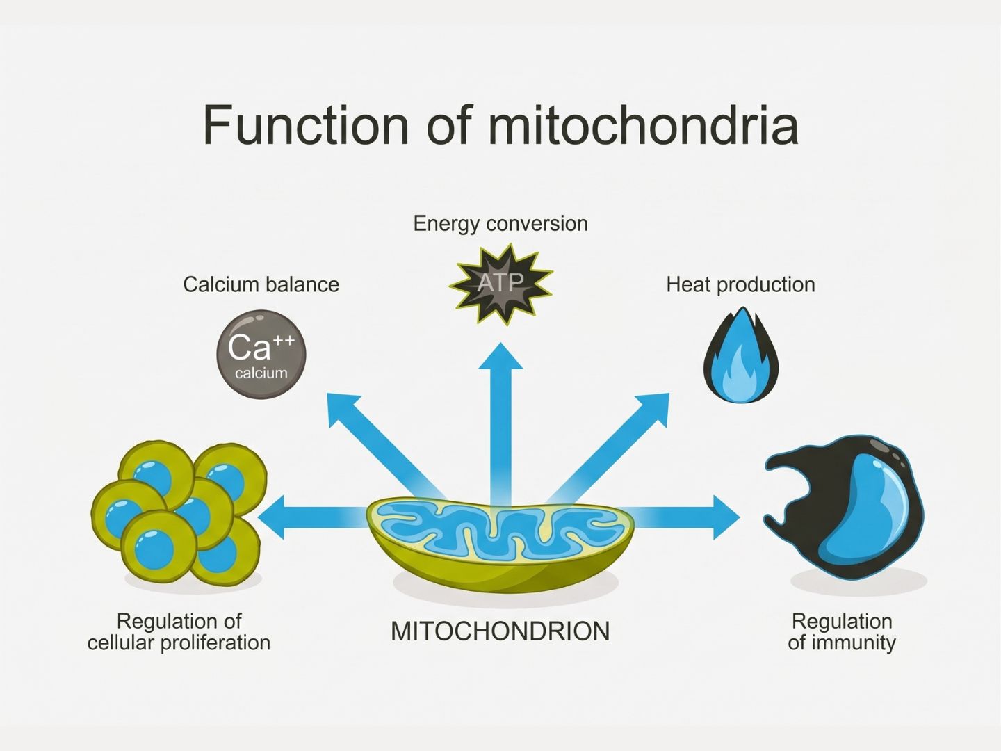 An infographic titled "Function of mitochondria" illustrating key cellular roles of the mitochondrion, styled with light blue arrows, olive green accents, and dark charcoal graphics against a clean off-white background without shading. Icons around the central mitochondrion represent calcium balance, energy conversion (ATP), heat production, regulation of immunity, and regulation of cellular proliferation.